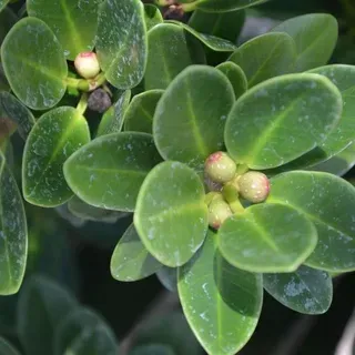 thumbnail for publication: Ficus benjamina 'Green Gem': 'Green Gem' Cuban-Laurel